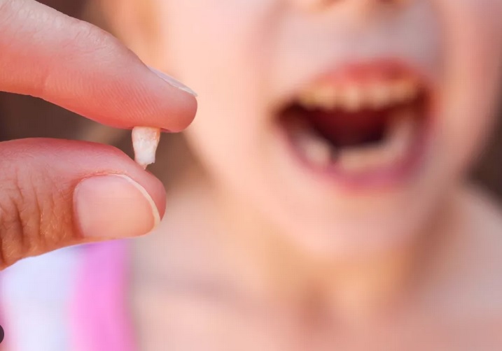 Quel est le rôle des dents de lait ?